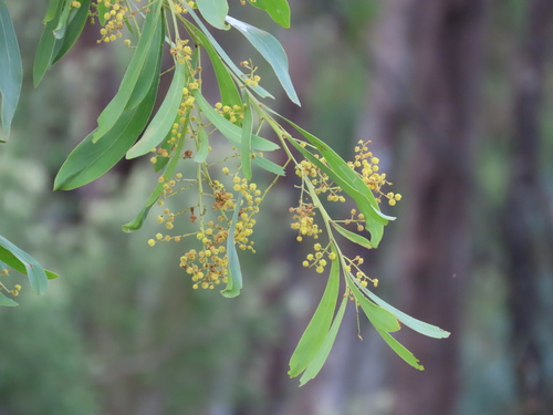 Drooping wattle (Acacia difformis)