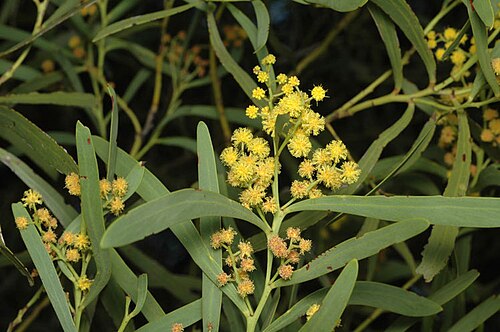 Drooping wattle: Acacia difformis