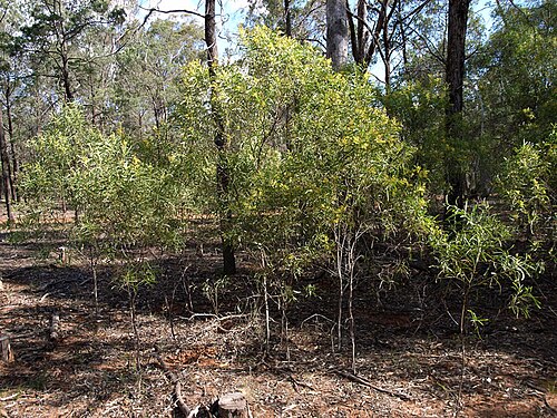 Drooping wattle: Acacia difformis in Milbrulong State Forest, south of French Park, between The Rock and Lockhart, New South Wales