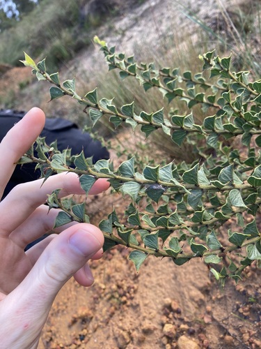 Acacia dilatata (Acacia dilatata)