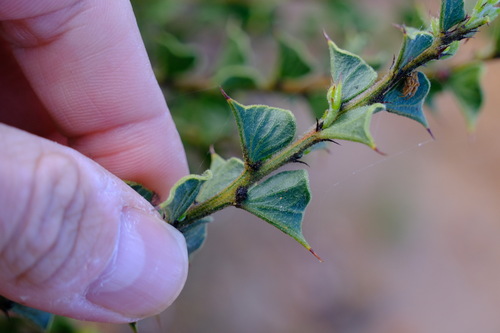 Acacia dilatata (Acacia dilatata)
