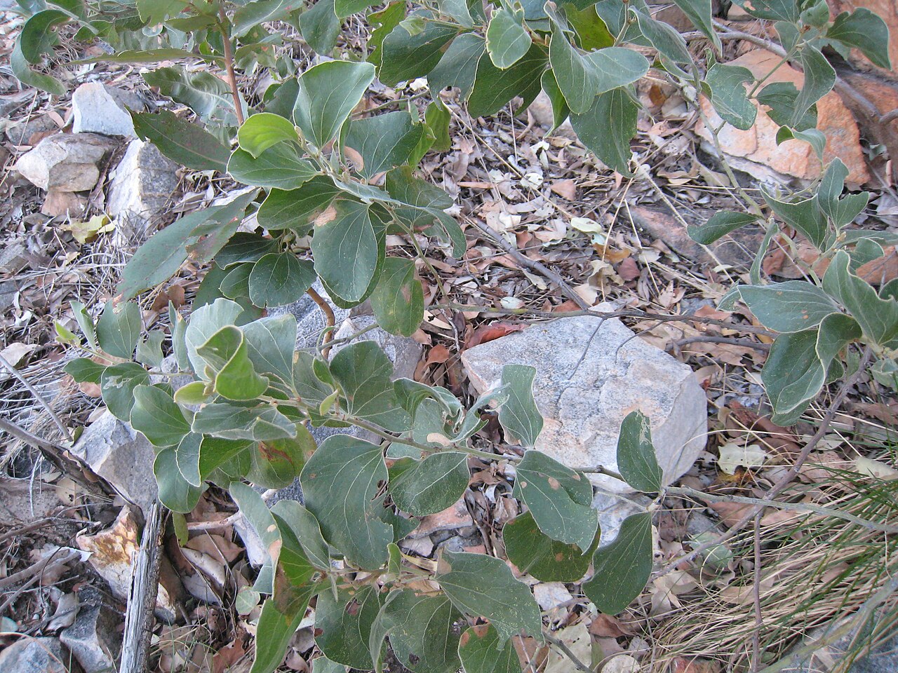 Acacia dimidiata: Acacia dimidiata Bradshaw Field Training Area, the Kimberley , NT , Australia