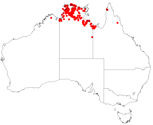 Acacia dimidiata: Acacia dimidiata Occurrence data downloaded from Australasian Virtual Herbarium , May 29, 2018