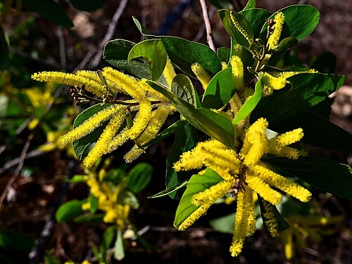 Acacia dimidiata: Acacia dimidiata in Charles Darwin National Park, Darwin, Northern Territory