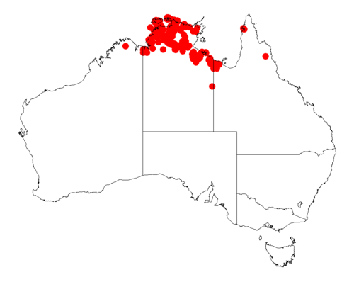 Acacia dimidiata: Acacia dimidiata occurrence data from Australasian Virtual Herbarium downloaded from https://doi.org/10.26197/5c0b1388984eb on 8 December 2018