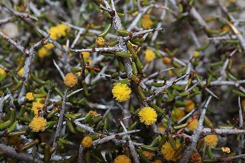 Acacia diminuta: Acacia diminuta in Lake Magenta Nature Reserve