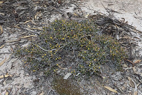 Acacia diminuta: Acacia diminuta in the Lake Magenta Nature Reserve