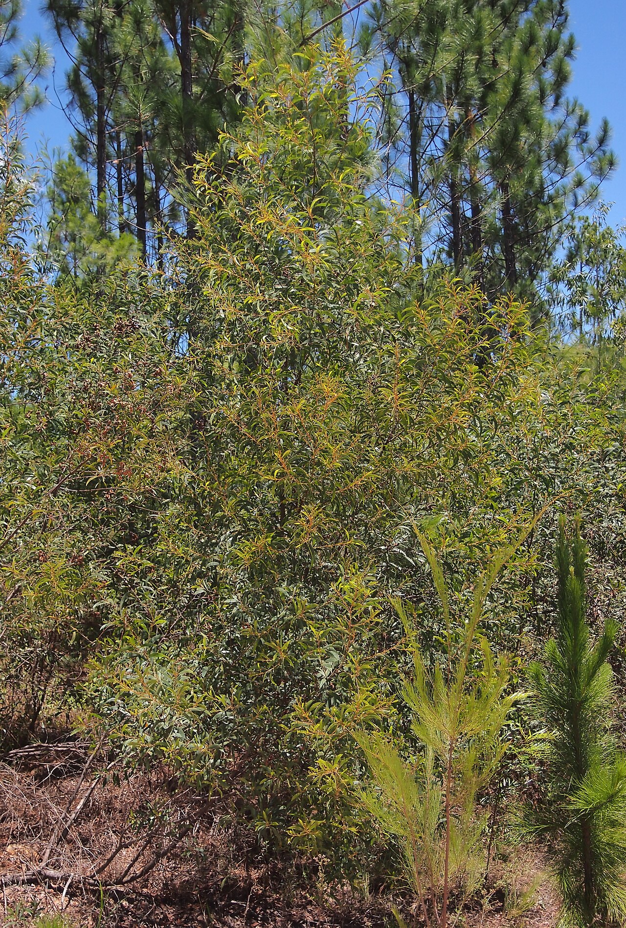 Acacia disparrima: Acacia disparrima subsp. disparrima