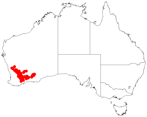 Acacia dissona: Acacia dissona occurrence data from Australasian Virtual Herbarium downloaded from https://doi.org/10.26197/5c0b1388984eb on 8 December 2018