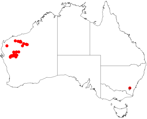 Acacia distans: Acacia distans occurrence data from Australasian Virtual Herbarium downloaded from https://doi.org/10.26197/5c0b1388984eb on 8 December 2018