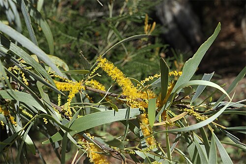 Acacia distans: Acacia distans in the Australian National Botanic Gardens