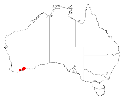 Acacia disticha: Acacia disticha occurrence data from Australasian Virtual Herbarium downloaded from https://doi.org/10.26197/5c0b1388984eb on 8 December 2018