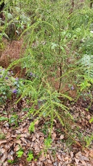 Acacia divergens (Acacia divergens)
