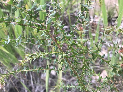 Acacia divergens (Acacia divergens)
