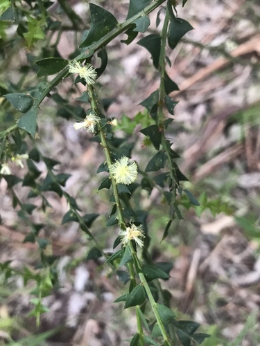 Acacia divergens (Acacia divergens)