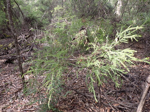 Acacia divergens (Acacia divergens)