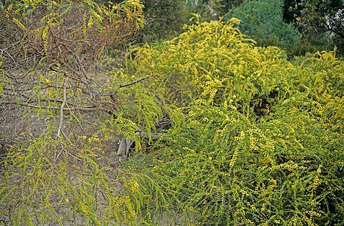 Acacia divergens: Acacia divergens in Perth Kings Park, Western Australia