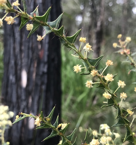 Acacia divergens (Acacia divergens)