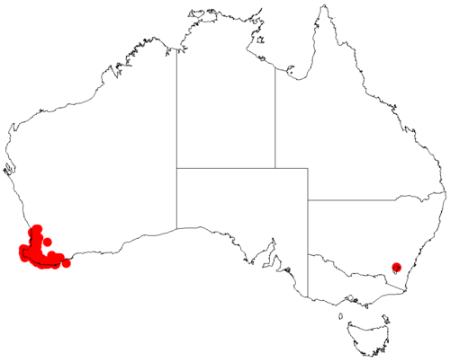 Acacia divergens: Acacia divergens occurrence data from Australasian Virtual Herbarium downloaded from https://doi.org/10.26197/5c0b1388984eb on 8 December 2018