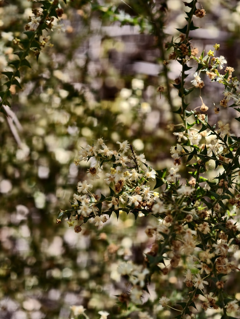 Acacia divergens (Acacia divergens)
