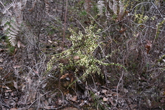 Acacia divergens (Acacia divergens)