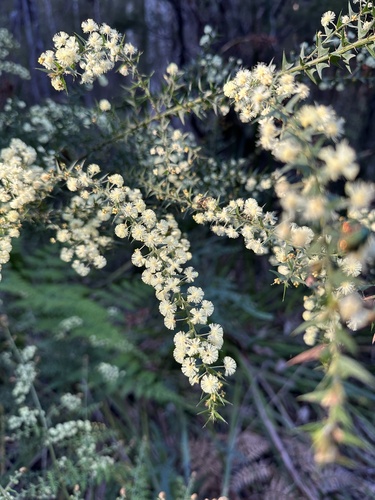 Acacia divergens (Acacia divergens)