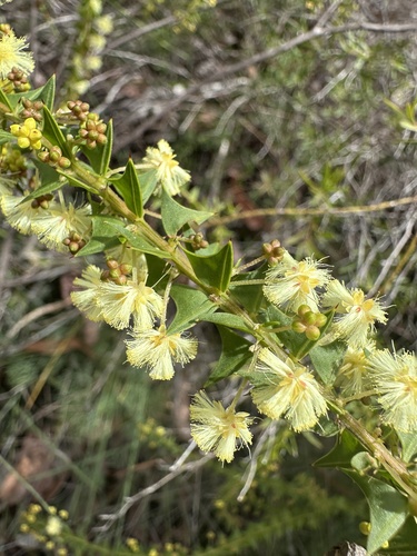 Acacia divergens (Acacia divergens)