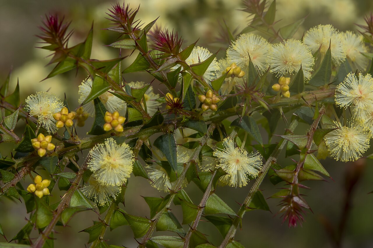 Acacia divergens: Acacia divergens near Pemberton, Western Australia