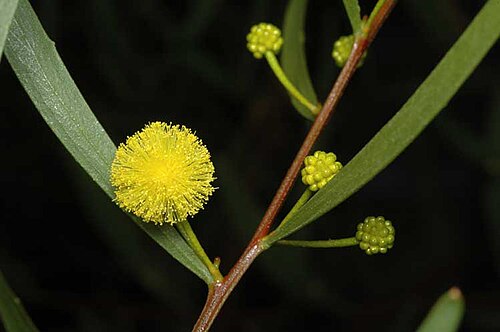 Acacia dodonaeifolia: Acacia dodonaeifolia in the Australian National Botanic Gardens