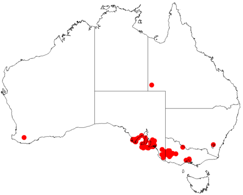 Acacia dodonaeifolia: Acacia dodonaeifolia occurrence data from Australasian Virtual Herbarium downloaded from https://doi.org/10.26197/5c0b1388984eb on 8 December 2018