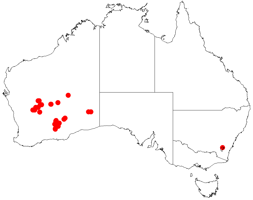 Acacia donaldsonii: Acacia donaldsonii occurrence data from Australasian Virtual Herbarium downloaded from https://doi.org/10.26197/5c0b1388984eb on 8 December 2018