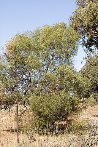 Spearwood: Acacia doratoxylon in the Hiawatha State Forest, off West Wyalong - Wamboyne road, New South Wales