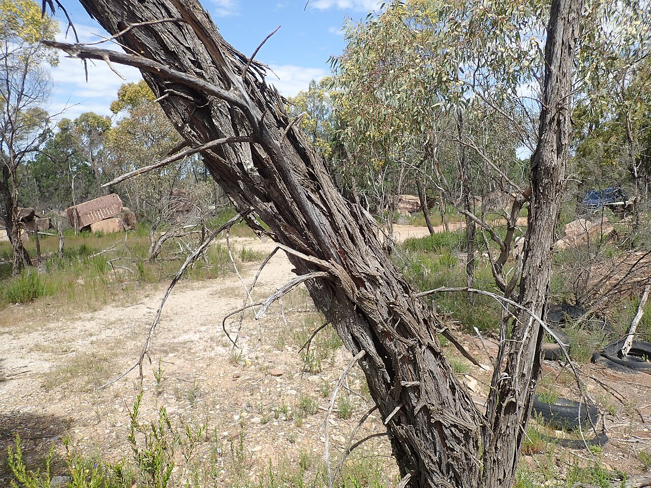 Spearwood: Acacia doratoxylon - bark. In NSW, between Weethalle and West Wyalong on private property.