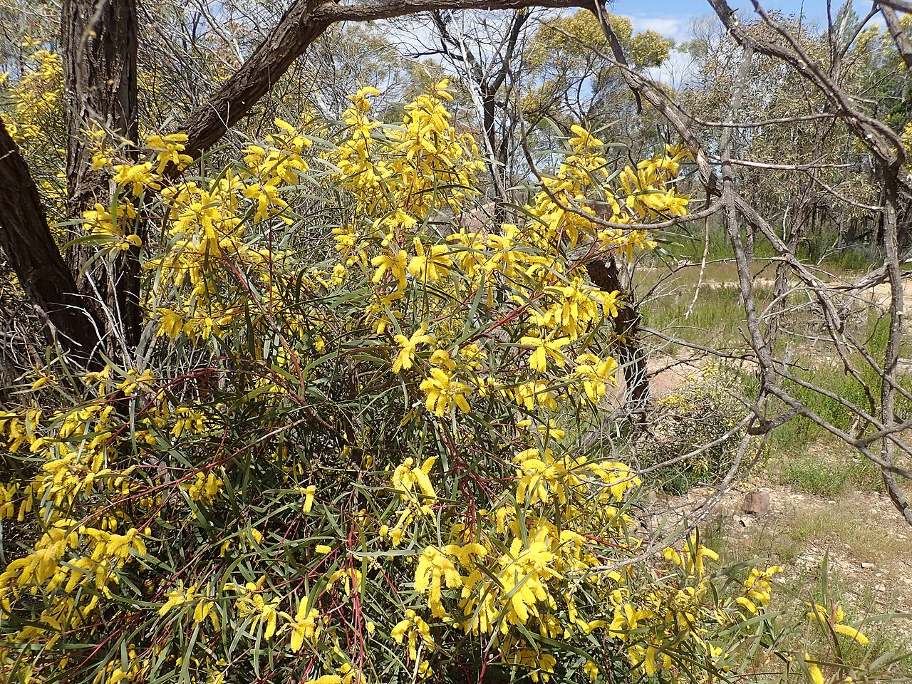 Spearwood: Acacia doratoxylon - flowers. In NSW, between Weethalle and West Wyalong on private property.
