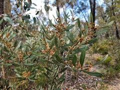 Acacia dorothea (Acacia dorothea)