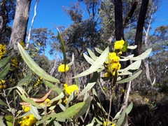 Acacia dorothea (Acacia dorothea)