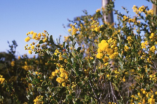 Acacia dorsenna: Acacia dorsenna near Norseman, Western Australia
