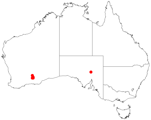 Acacia dorsenna: Acacia dorsenna occurrence data from Australasian Virtual Herbarium downloaded from https://doi.org/10.26197/5c0b1388984eb on 8 December 2018