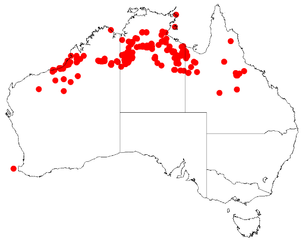 Acacia drepanocarpa: Acacia drepanocarpa Occurrence data from Australasia Virtual Herbarium downloaded from https://doi.org/10.26197/5c0b1388984eb on 8 December 2018