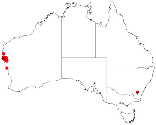 Acacia drepanophylla: Acacia drepanophylla occurrence data from Australasian Virtual Herbarium downloaded from https://doi.org/10.26197/5c0b1388984eb on 8 December 2018