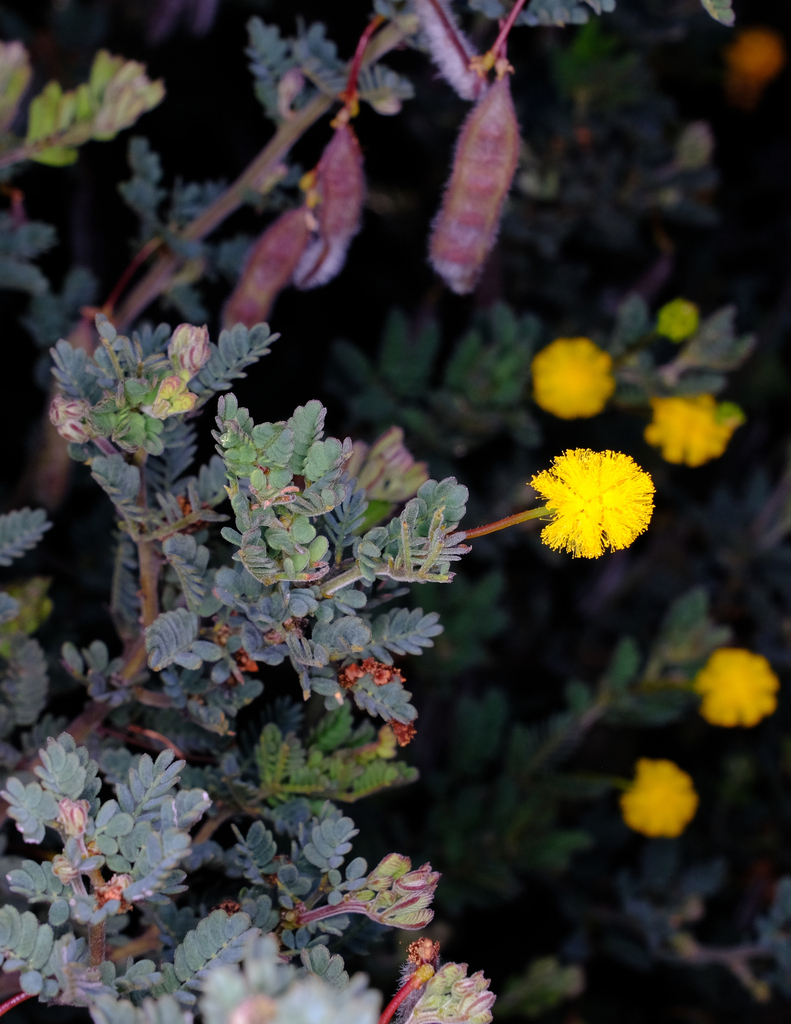 Acacia drewiana (Acacia drewiana)