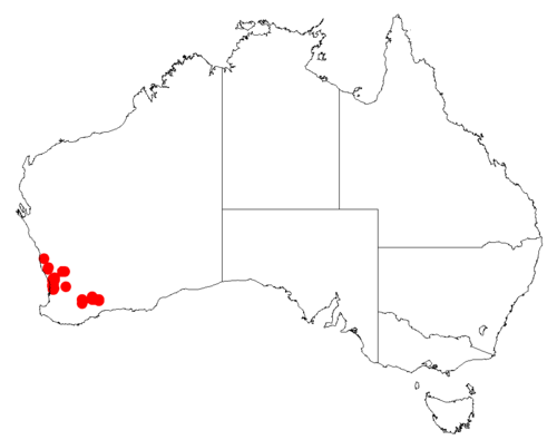 Acacia drewiana: Acacia drewiana occurrence data from Australasian Virtual Herbarium downloaded from https://doi.org/10.26197/5c0b1388984eb on 8 December 2018