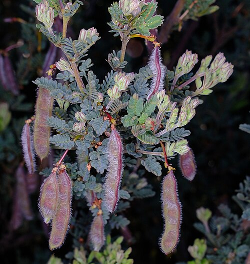 Acacia drewiana: Acacia drewiana ssp. minor