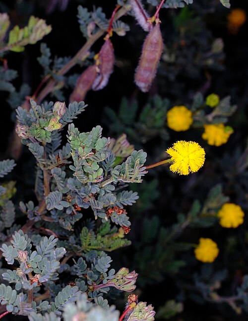 Acacia drewiana: Acacia drewiana ssp. minor