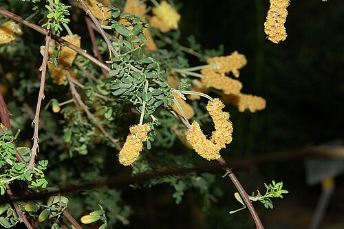 Drummond's wattle: Acacia drummondii known from West-Australia, Botanical Garden, Berlin, Germany
