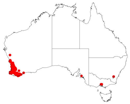 Drummond's wattle: Acacia drummondii occurrence data from Australasian Virtual Herbarium downloaded from https://doi.org/10.26197/5c0b1388984eb on 8 December 2018