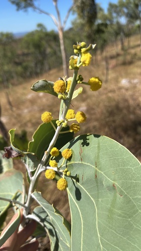 Acacia dunnii (Acacia dunnii)