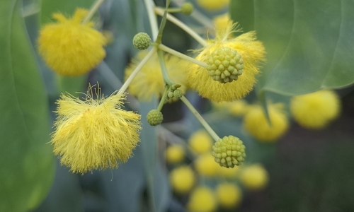Acacia dunnii (Acacia dunnii)