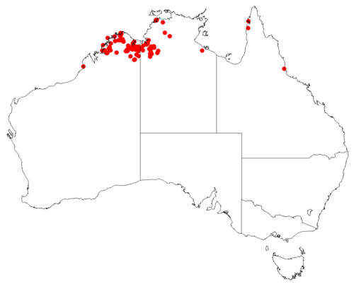 Acacia dunnii: Acacia dunnii Occurrence data downloaded from Australasian Virtual Herbarium , May 29, 2018