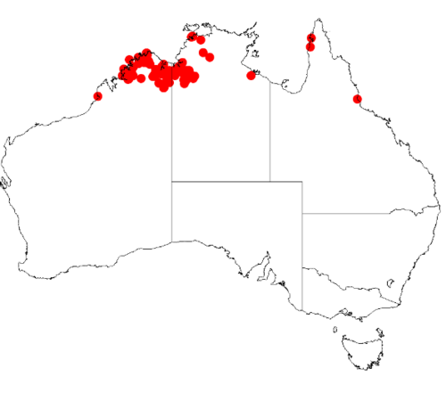 Acacia dunnii: Acacia dunnii Occurrence data from Australasia Virtual Herbarium downloaded from https://doi.org/10.26197/5c0b1388984eb on 8 December 2018